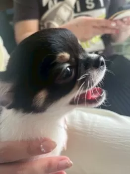 桃 様のお迎えした子犬