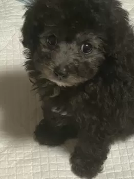 くりん 様のお迎えした子犬
