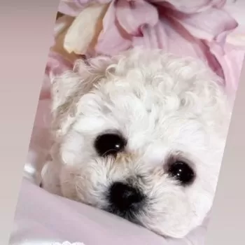 Y.T 様のお迎えした子犬