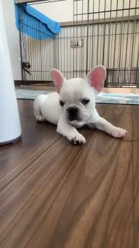 tomi 様のお迎えした子犬