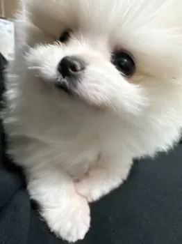 みー 様のお迎えした子犬