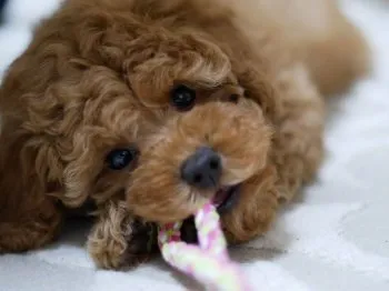 のん 様のお迎えした子犬