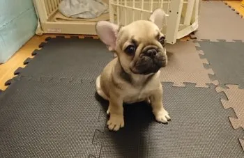 まるこ 様のお迎えした子犬