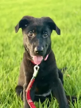 elf 様のお迎えした子犬