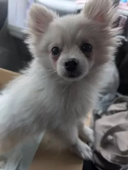 K.T 様のお迎えした子犬