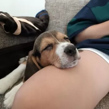 HICO 様のお迎えした子犬