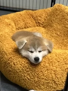 G.Y 様のお迎えした子犬