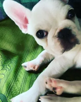 ふみふみさくさく 様のお迎えした子犬