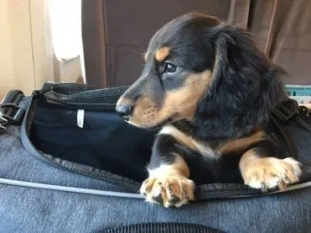 Leo 様のお迎えした子犬