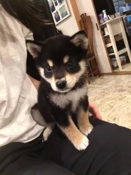 けいちゃん 様のお迎えした子犬