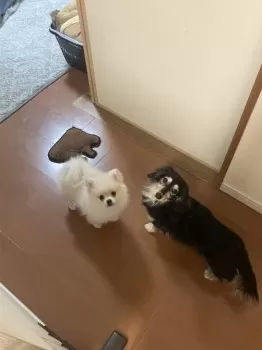 サチ 様のお迎えした子犬
