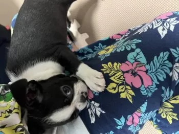 キハダ56キロ 様のお迎えした子犬