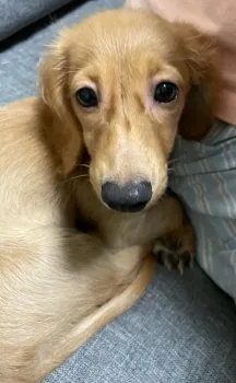 ゆきかん 様のお迎えした子犬