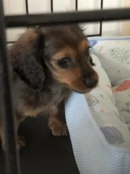 りつくん 様のお迎えした子犬