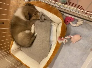 F.K 様のお迎えした子犬
