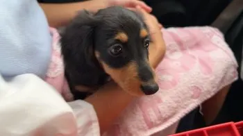 ぽんきち 様のお迎えした子犬