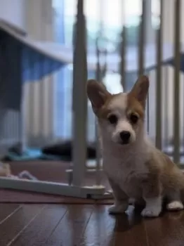 Y.S 様のお迎えした子犬