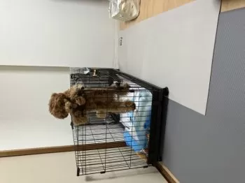 Y.S 様のお迎えした子犬