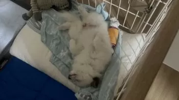 Y.S 様のお迎えした子犬