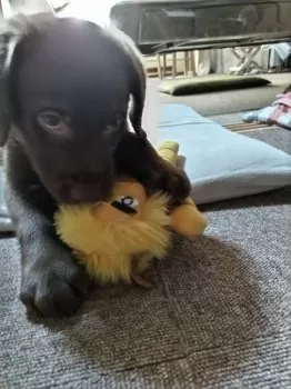 N.S 様のお迎えした子犬