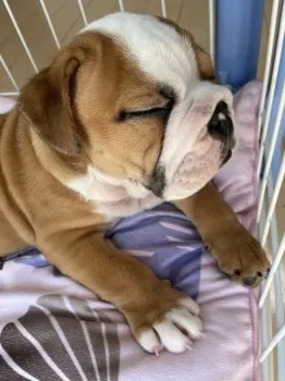 M.K 様のお迎えした子犬