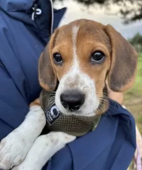 K.K 様のお迎えした子犬