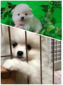 二代目ポメシスターズ 様のお迎えした子犬
