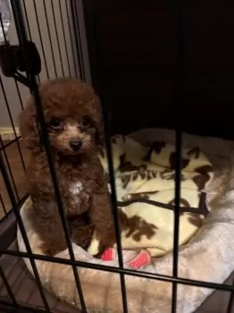 rizu 様のお迎えした子犬