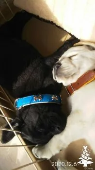 優 様のお迎えした子犬