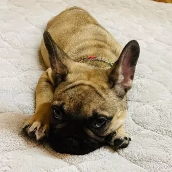 T.H 様のお迎えした子犬