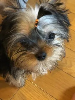ノワール 様のお迎えした子犬