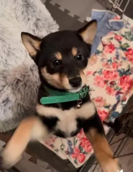 A.S 様のお迎えした子犬
