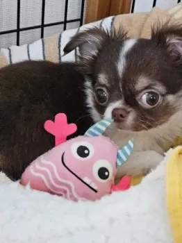 H.M 様のお迎えした子犬