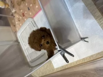 るな 様のお迎えした子犬