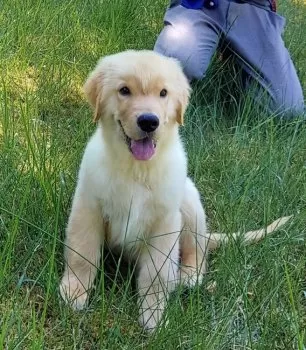 ま～る～な 様のお迎えした子犬