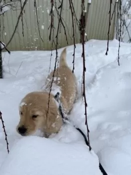 ラッキーぱぱ 様のお迎えした子犬