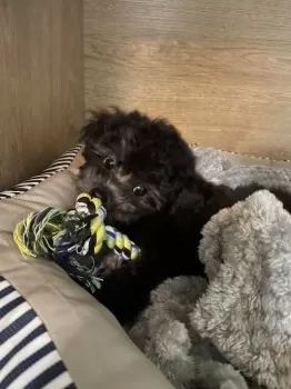 A.Y 様のお迎えした子犬