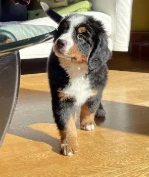 くびちゃん 様のお迎えした子犬