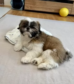 Y.K 様のお迎えした子犬