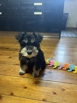 蘭ママ 様のお迎えした子犬