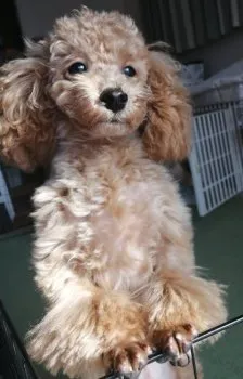 くぅーちゃん 様のお迎えした子犬