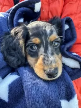 T.O 様のお迎えした子犬