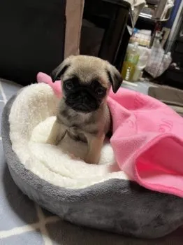 H.K 様のお迎えした子犬