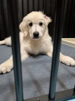 G.H 様のお迎えした子犬