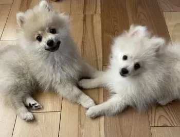 SAKM 様のお迎えした子犬