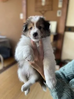 T.M 様のお迎えした子犬
