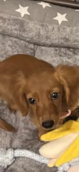 ぺぺ 様のお迎えした子犬