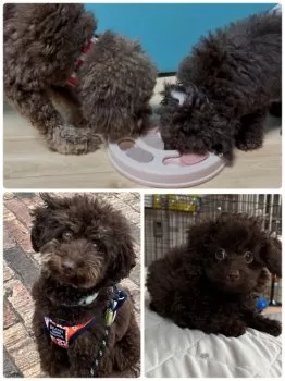 MOAROI 様のお迎えした子犬