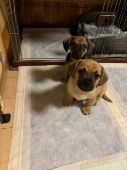 kazu 様のお迎えした子犬