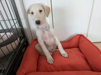 れっち 様のお迎えした子犬